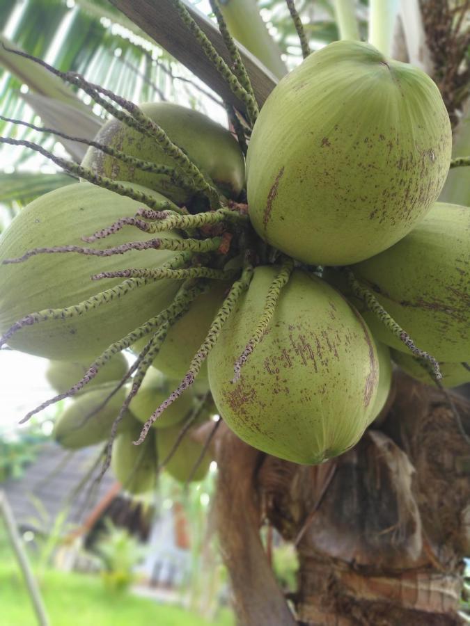 Hotel Coconut Gili Meno Zewnętrze zdjęcie